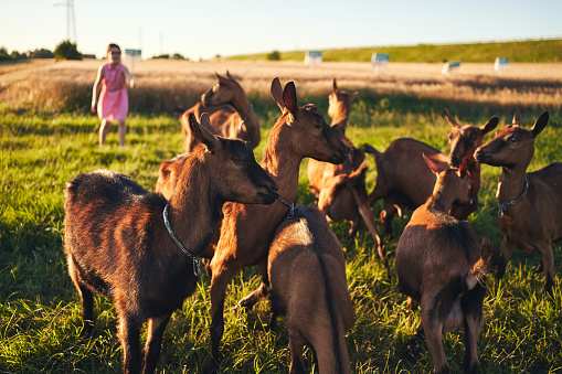 Adorable brave 8 year's old girl having adventurous day at the wheat field with goats in sunset