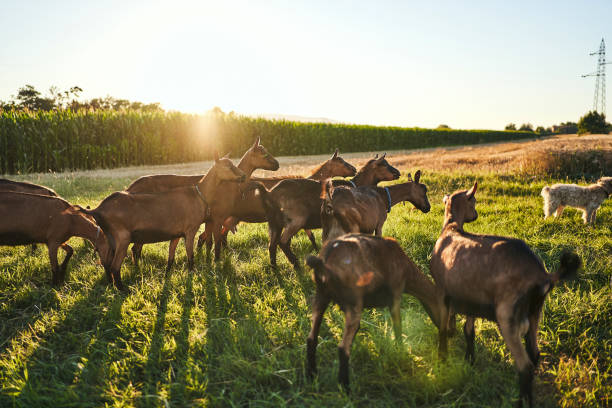 istock Domestic goats on a pasture 1257796145
