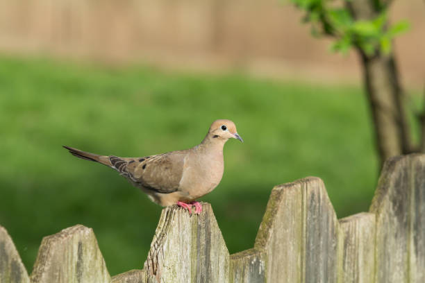 istock Mourning Dove Perched on Fence 1257797553