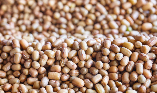 istock Close up picture of moth beans (Vigna aconitifolia). 1257797562
