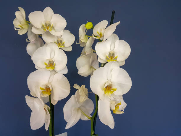 istock orchid white flowers isolated in blue wall  background fresh 1257797758