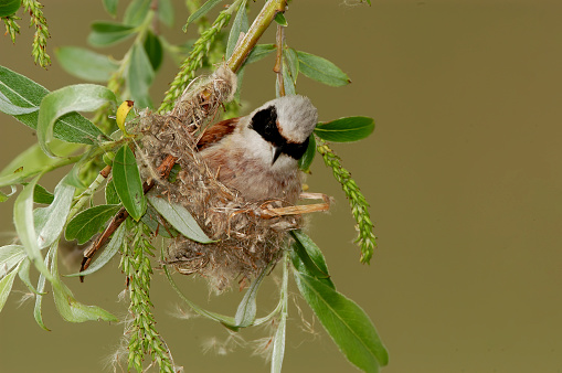 Penduline tit while building the nest