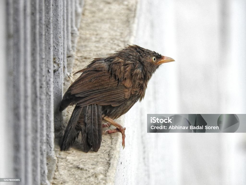 Bird wet A wet bird sitting in balcony railing waiting for the rain to stop Animal Stock Photo