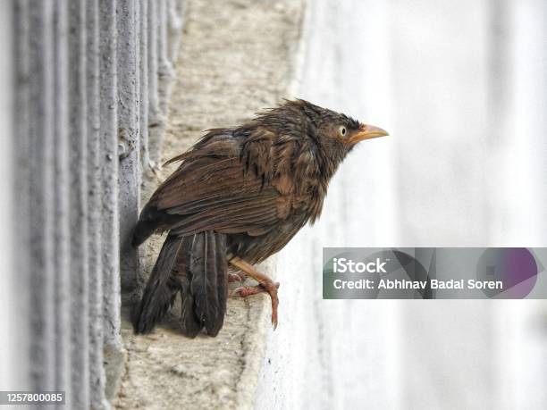Bird Wet Stock Photo - Download Image Now - Animal, Animal Body Part, Animal Eye
