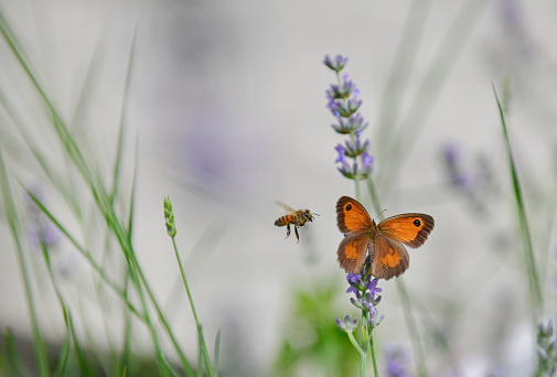 few honeybee,  butterfly and ladybird on lavender flowers in panoramic view