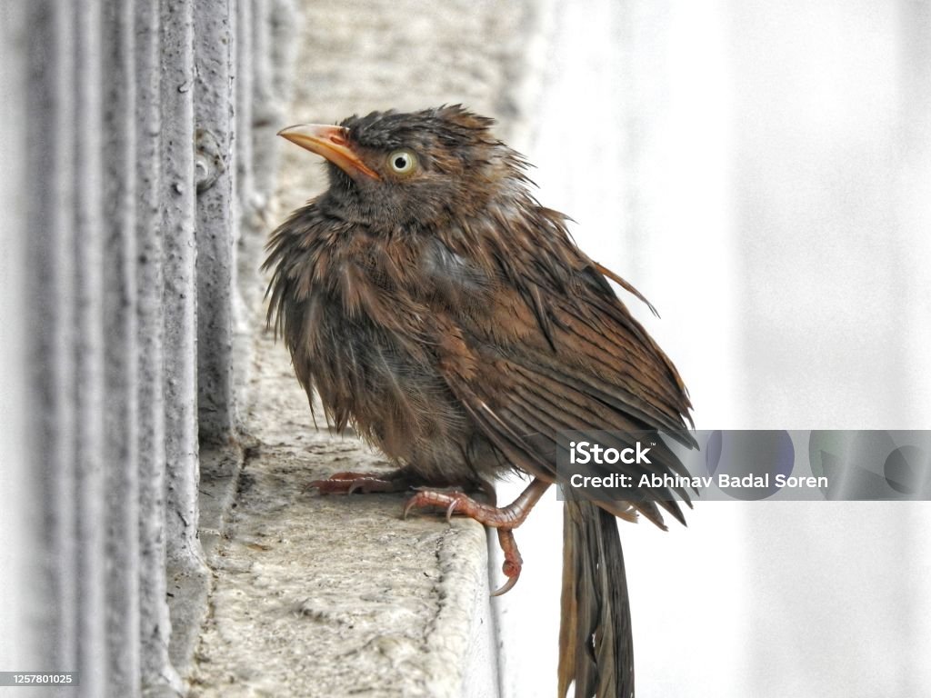 Bird in the rain A wet bird trying to shelter itself from rain sitting on a balcony railing Animal Stock Photo