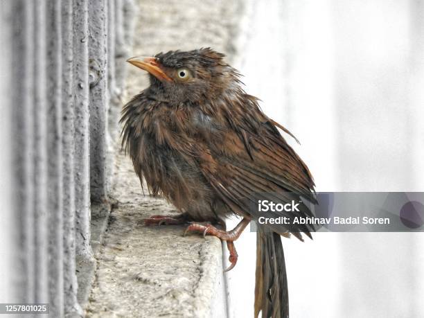 Bird In The Rain Stock Photo - Download Image Now - Animal, Animal Body Part, Animal Wildlife