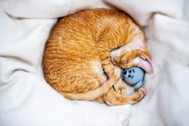 A sleeping kitten with a soft knitted toy sleeps rolled into a ball.