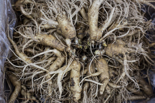 istock Fresh korean ginseng sold in the market. 1257801574