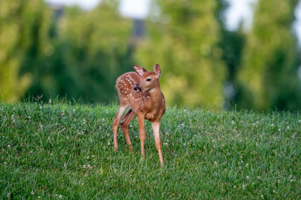istock Deer fawn in summer meadow 1257801777