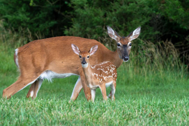 istock White-tailed deer doe and fawn 1257801780