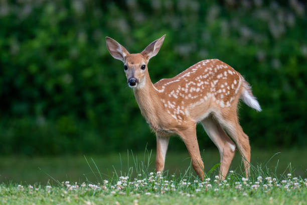 istock Deer fawn in summer meadow 1257801784