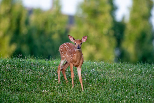 istock Deer fawn in summer meadow 1257801786