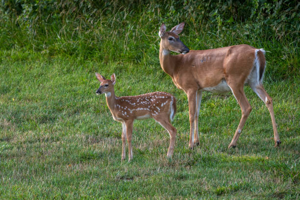istock White-tailed deer doe and fawn 1257801802