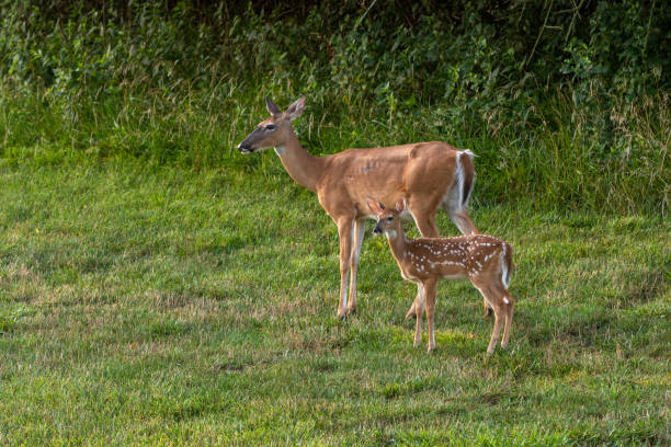 istock White-tailed deer doe and fawn 1257801806