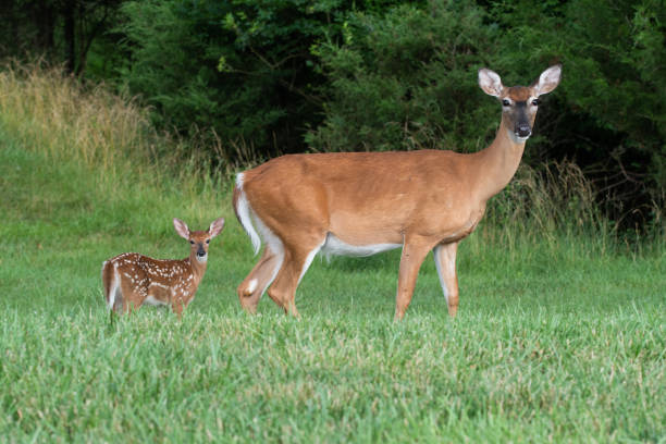 istock White-tailed deer doe and fawn 1257801811