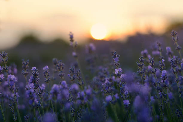 istock Lavender flowers field at sunset closeup. Lavender violet background 1257804504