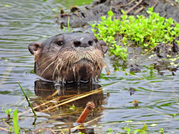 istock Otter (Lutra Canadensis) in the Florida wetlands - headshot 1257805599
