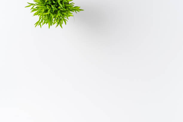 istock Green flower isolated on white background with copyspace. Top view 1257805620