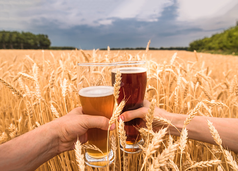 A glass of beer in the hands against ears of ripe wheat and wheat field