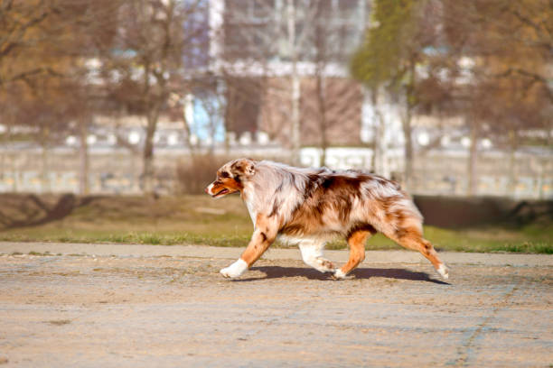 istock Beautiful Australian shepherd in the Park runs trots 1257806679