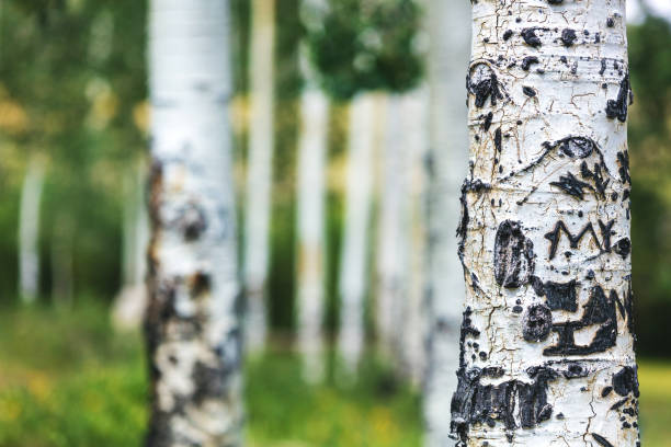 крупным планом аспен дерево транкс травления со словами в национальном лесу в западном колорадо - uncompahgre national forest стоковые фото и изображения