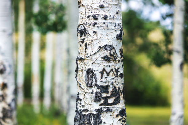 крупным планом аспен дерево транкс травления со словами в национальном лесу в западном колорадо - uncompahgre national forest стоковые фото и изображения