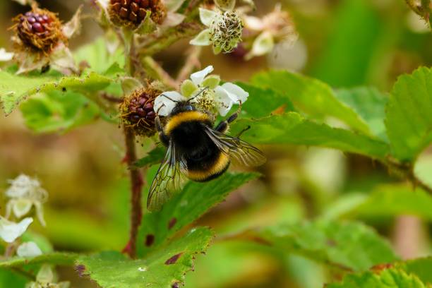 hummel - pollenkorn stock-fotos und bilder