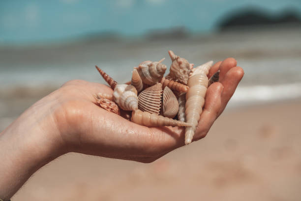 istock Beautiful Exotic Shells In Women Hand 1257808724