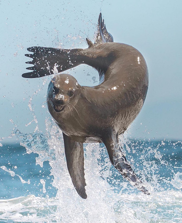close up view sea lion are jumping on water