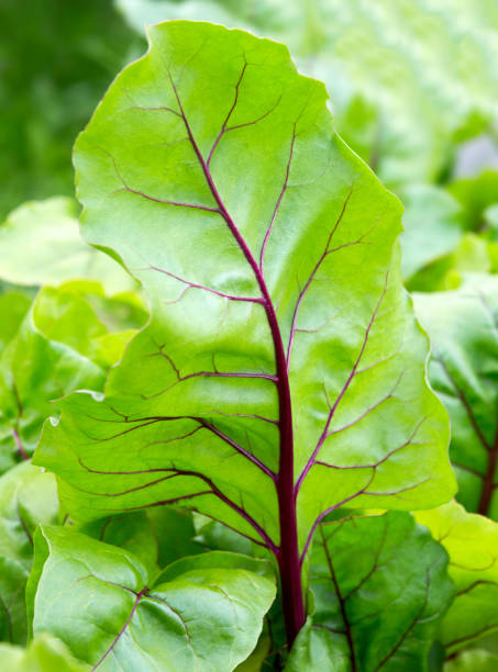 Beet leaves. Beetroot leaves; fresh beet leaf.