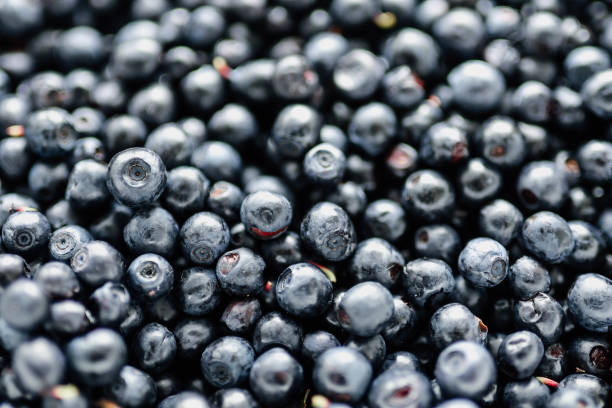 istock lots of fresh blueberries, texture background berries 1257810905