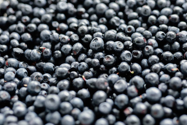 istock lots of fresh blueberries, texture background berries 1257810908