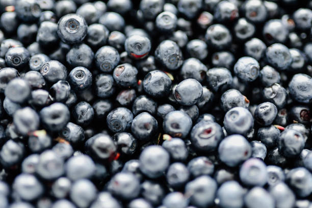 istock lots of fresh blueberries, texture background berries 1257810946