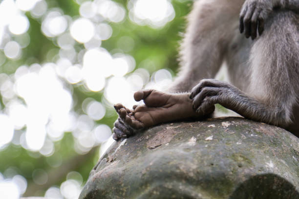 istock close up of monkey feet with blur bokeh background 1257811044