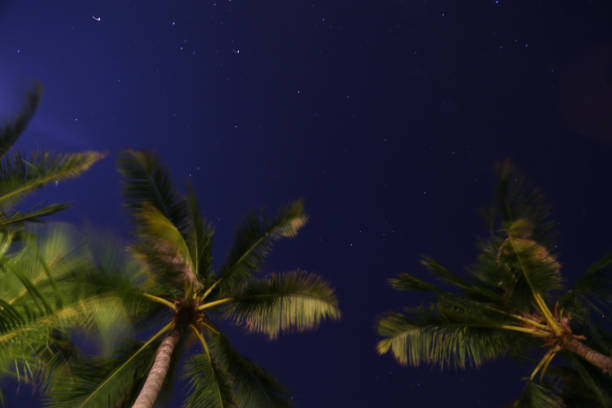 istock night sky with stars in background and blurry palm trees in foreground 1257811069