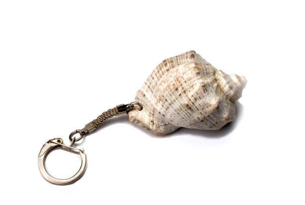 istock keychain or sea shell decoration on a white background 1257811746