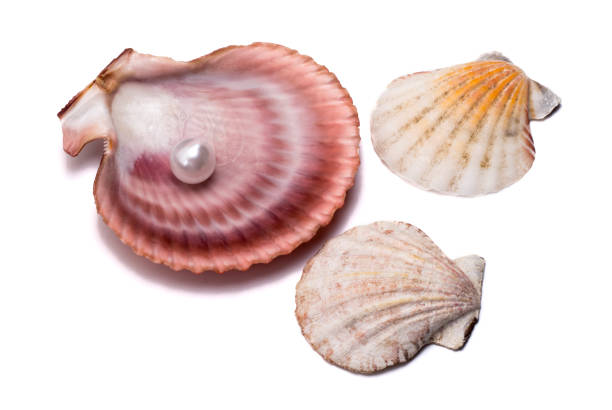 istock a large seashell a scallop with a pearl and two small seashells on a white background 1257811761
