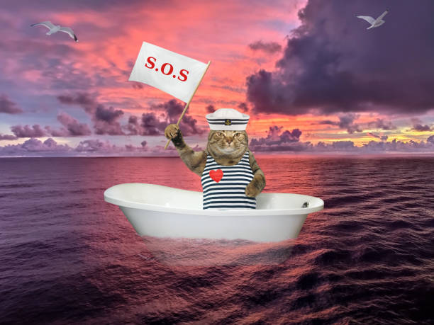 istock Cat in bathtub on sea after shipwreck 1257811806
