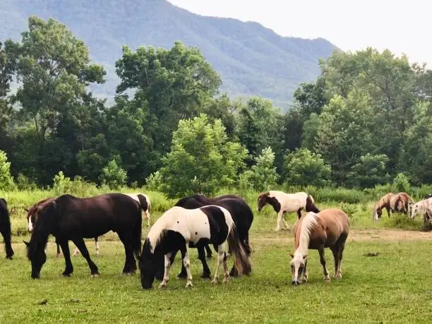 Paint horse along with many others in one of the many fields of Cade’s Cove.