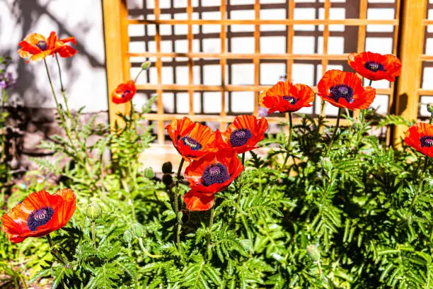 Many colorful bright orange red poppy flowers in garden summer decoration with green buds on sunny day closeup
