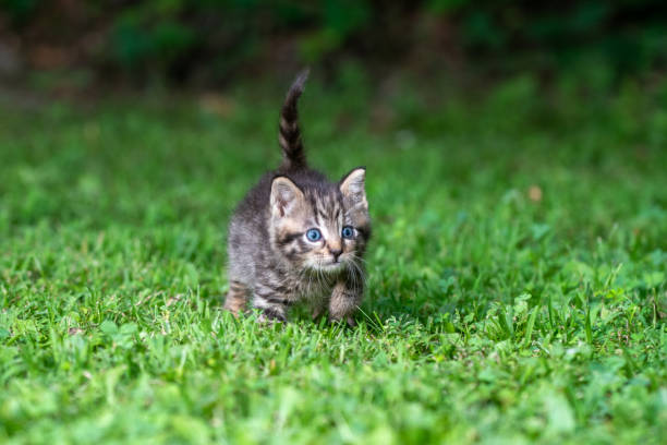 istock Cute tabby kitten in the grass 1257812061