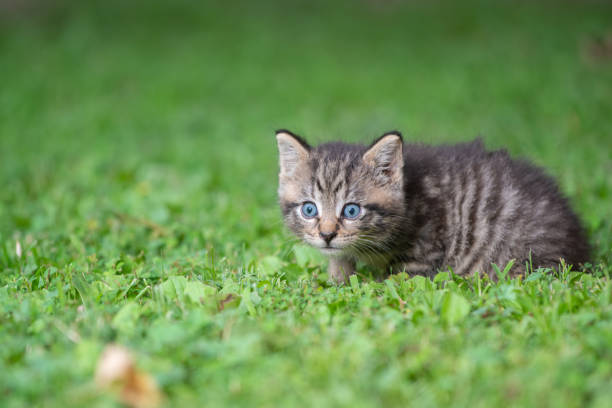 istock Cute tabby kitten in the grass 1257812065