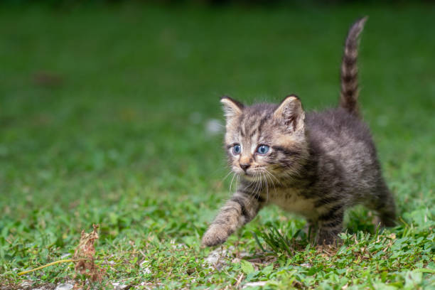 istock Cute tabby kitten in the grass 1257812070