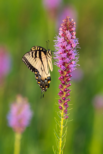 Beautiful Eastern Tiger Swallowtail butterfly on Gayfeather wildflower in tallgrass prairie.