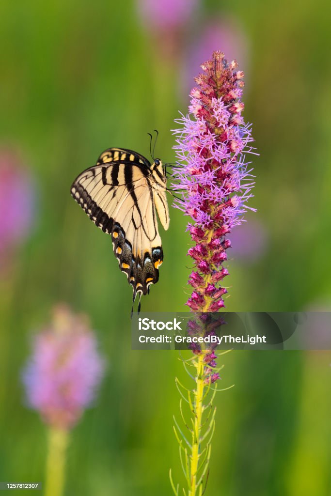 Eastern Tiger Swallowtail, Presson-Oglesby Prairie, AR Beautiful Eastern Tiger Swallowtail butterfly on Gayfeather wildflower in tallgrass prairie. Prairie Stock Photo