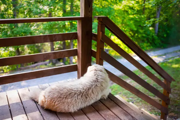 White great pyrenees dog lying down relaxing resting by entrance of farm home or house deck wooden porch lookinh at nature forest view