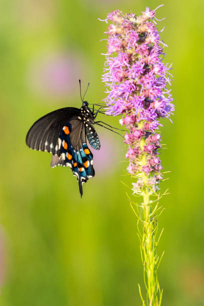 istock Pipevine Swallowtail, Presson-Oglesby Prairie, AR 1257813035