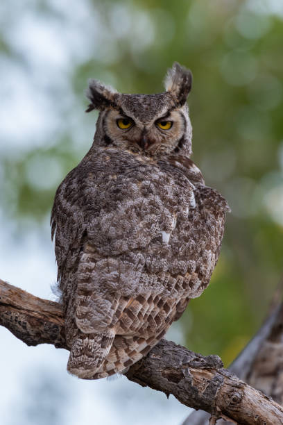 istock Great Horned Owl, Black Mesa S.P., OK 1257813450