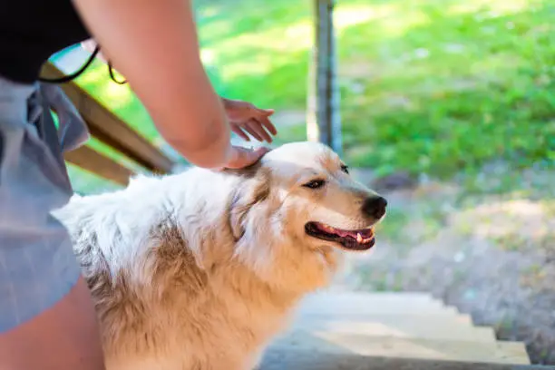 Young woman petting one happy white great pyrenees pedigree purebred breed dog outside at home porch garden backyard farm house